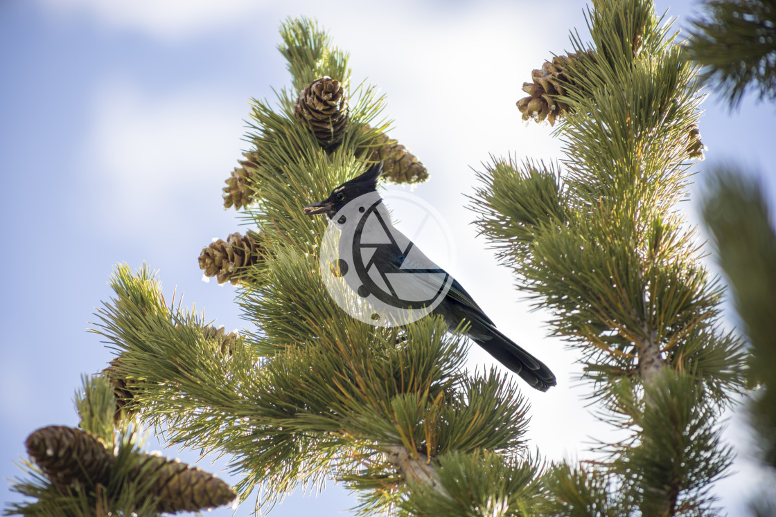 "Steller's Jay" by Zaakary Barnes - $9.14 "Steller's Jay" stock image