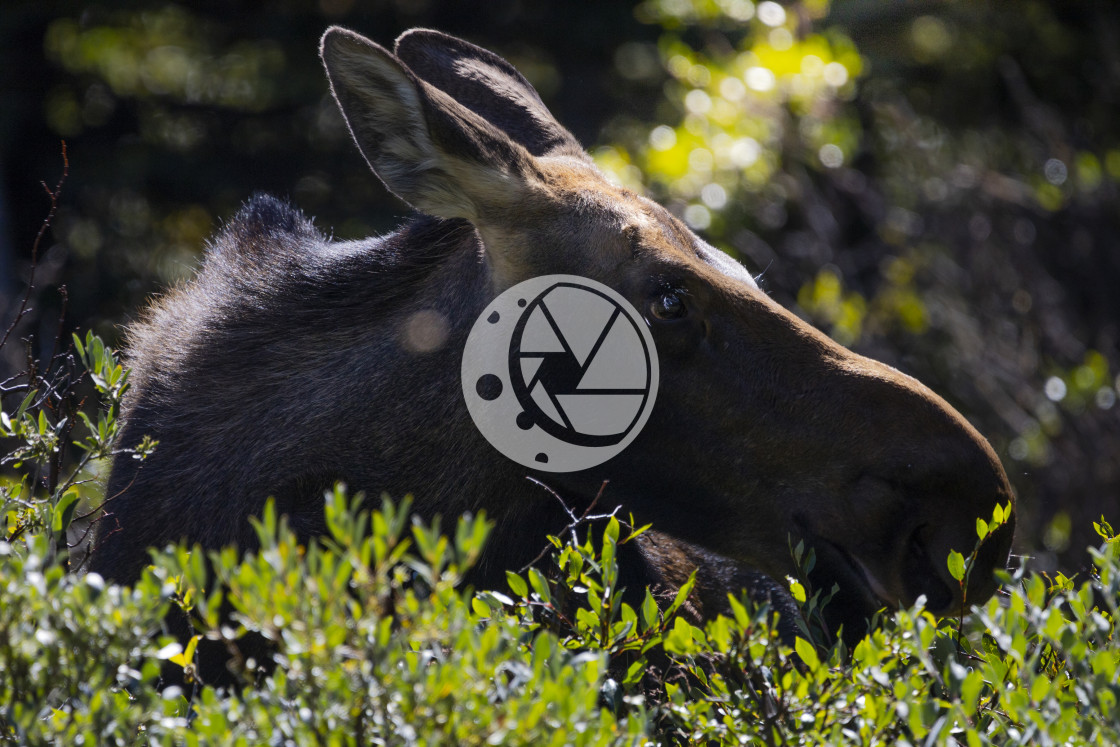 "Moose Yearling" by Zaakary Barnes - $9.14 "Moose Yearling" stock image