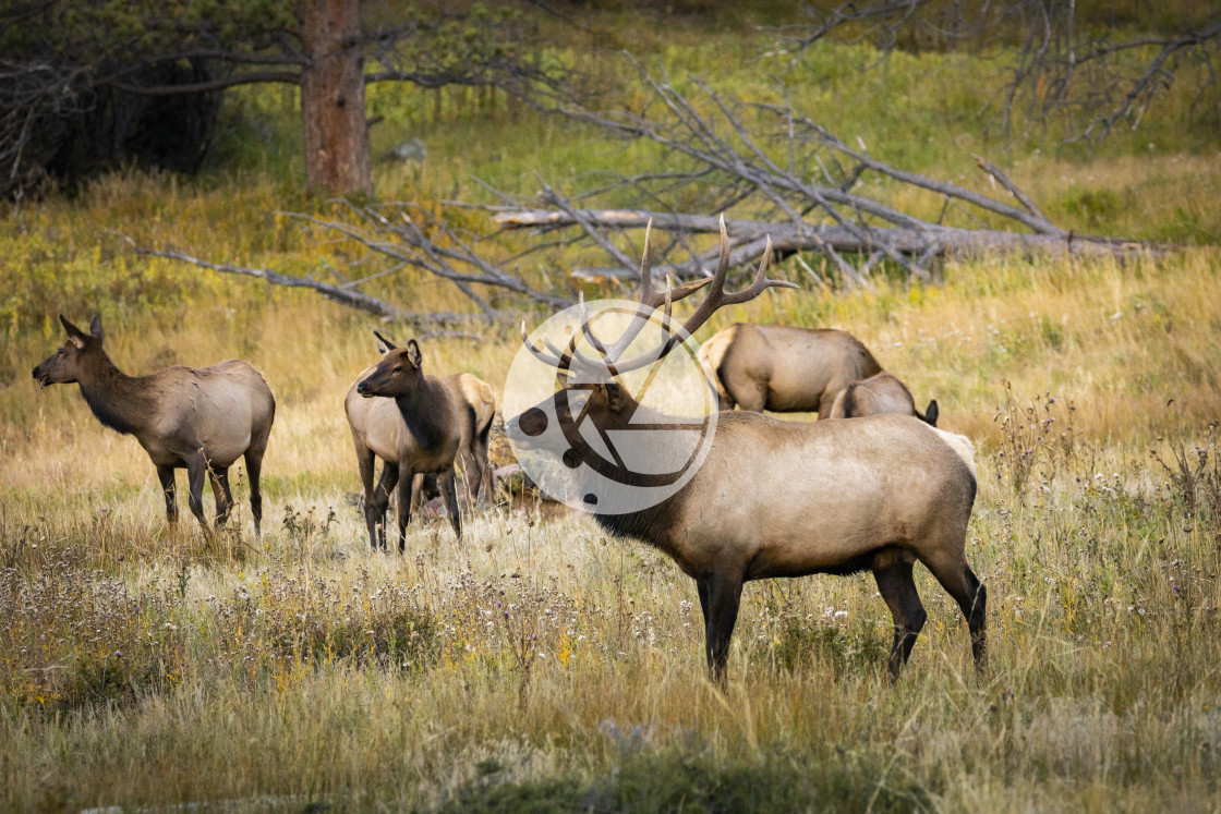 "The Elk Rut, September 2022" by Zaakary Barnes - $9.14 "The Elk Rut, September 2022" stock image