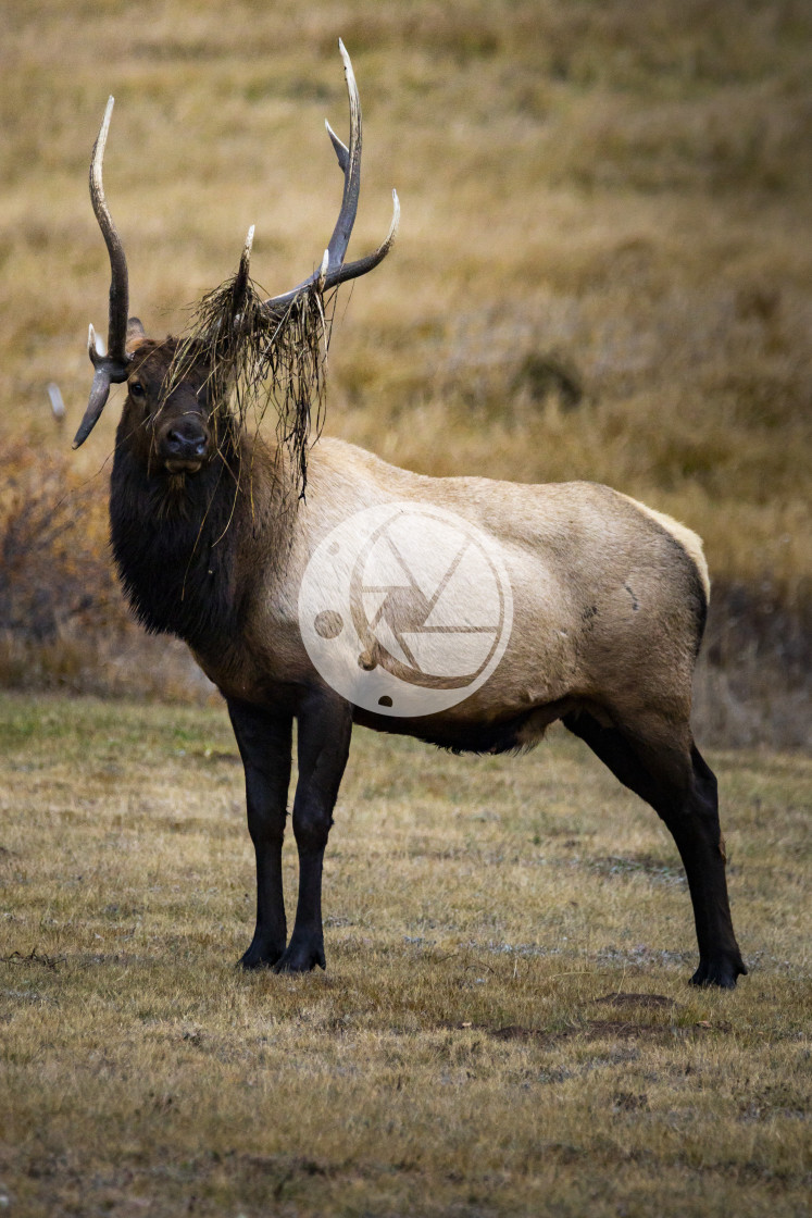 "Victor of the Elk Rut" by Zaakary Barnes - $9.14 "Victor of the Elk Rut" stock image