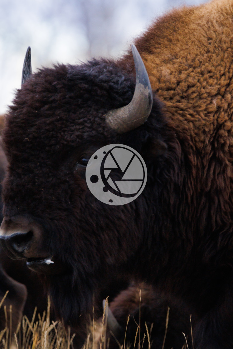"Bison Portrait" by Zaakary Barnes - $9.14 "Bison Portrait" stock image