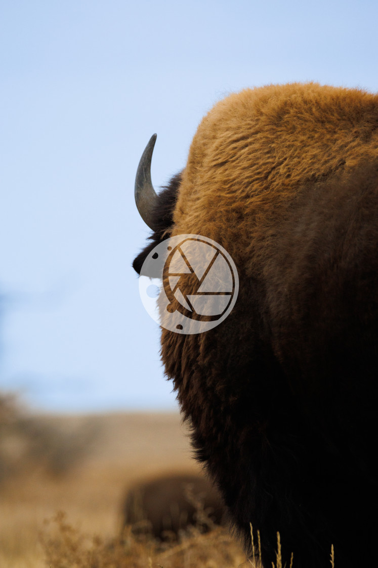 "Bison Profile" by Zaakary Barnes - $9.11 "Bison Profile" stock image