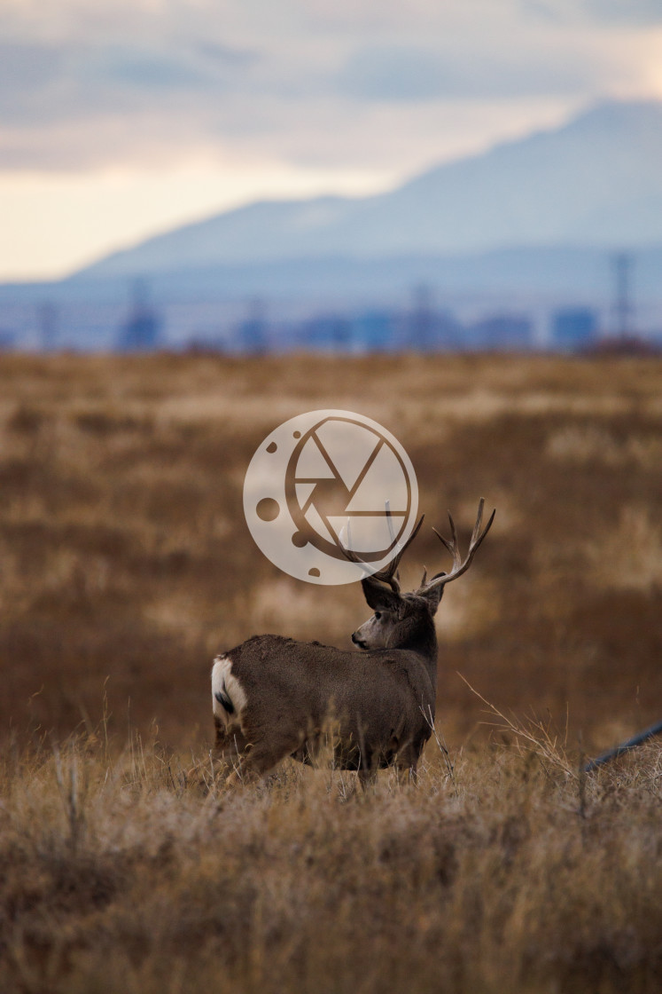 "Mule Deer at Rocky Mountain Arsenal Wildlife Refuge" by Zaakary Barnes - $9.14 "Mule Deer at Rocky Mountain Arsenal Wildlife Refuge" stock image