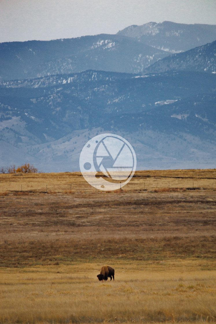 "Bison at Rocky Mountain Arsenal Wildlife Refuge" by Zaakary Barnes - $9.14 "Bison at Rocky Mountain Arsenal Wildlife Refuge" stock image