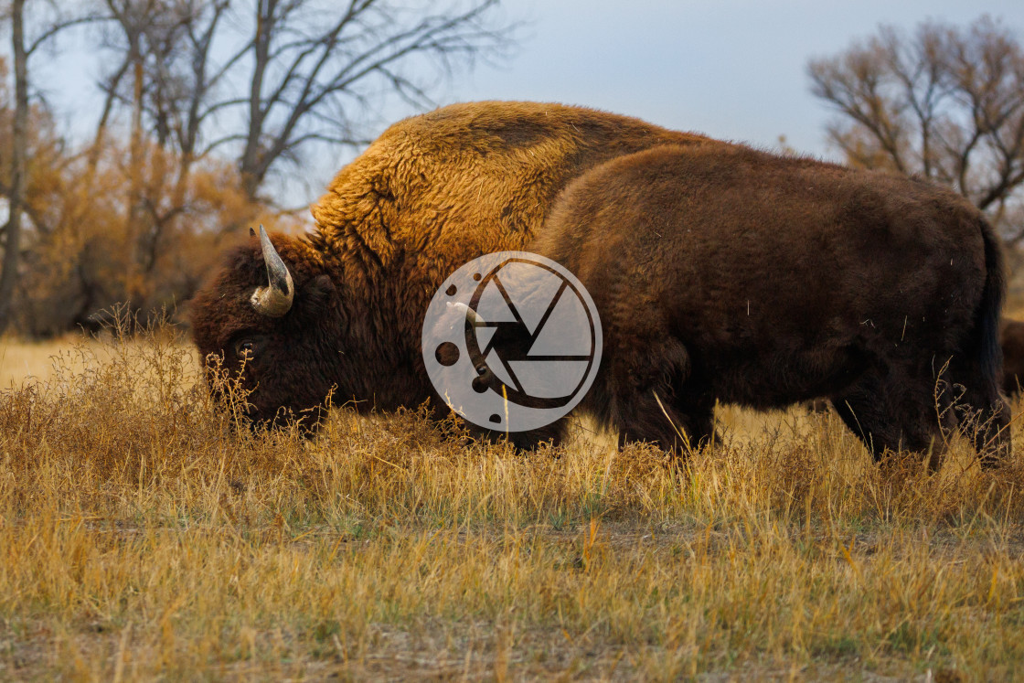 "A Couple of Bison" by Zaakary Barnes - $9.14 "A Couple of Bison" stock image