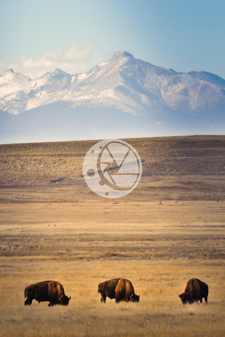 "Bison & Long's Peak" by Zaakary Barnes - $9.14 "Bison & Long's Peak" stock image