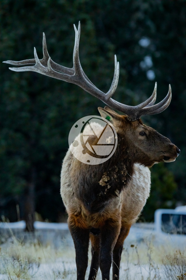 "Elk in December" by Zaakary Barnes - $9.14 "Elk in December" stock image