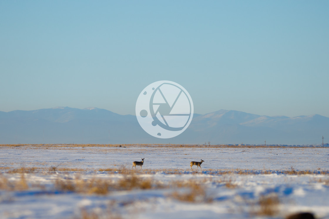 "Mule Deer in Rocky Mountain Arsenal National Wildlife Refuge" by Zaakary Barnes - $9.14 "Mule Deer in Rocky Mountain Arsenal National Wildlife Refuge" stock image