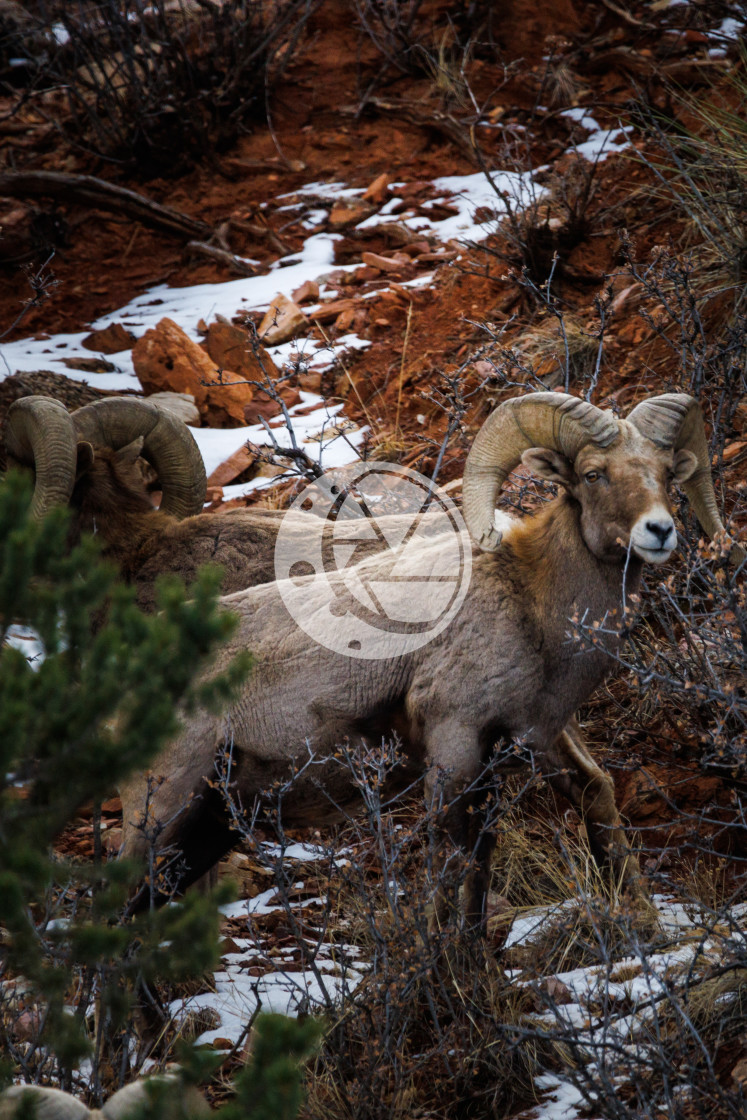 "Bighorn Sheep, Garden of the Gods" by Zaakary Barnes - $9.14 "Bighorn Sheep, Garden of the Gods" stock image