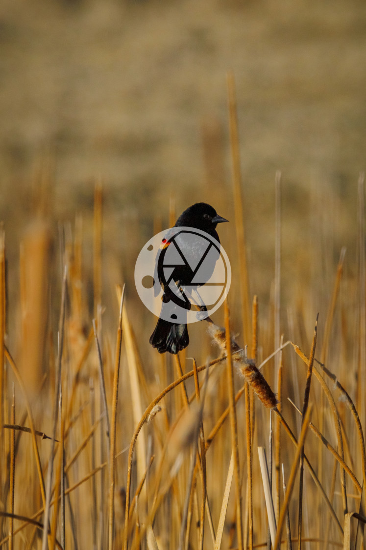 "Red-Winged Blackbird" by Zaakary Barnes - $9.14 "Red-Winged Blackbird" stock image