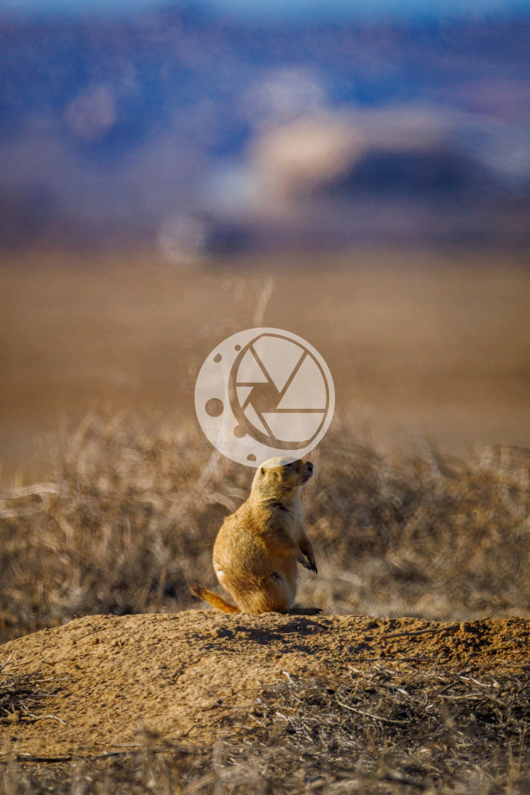 "Prairie Dog at Rocky Mountain Arsenal National Wildlife Refuge" by Zaakary Barnes - $9.14 "Prairie Dog at Rocky Mountain Arsenal National Wildlife Refuge" stock image