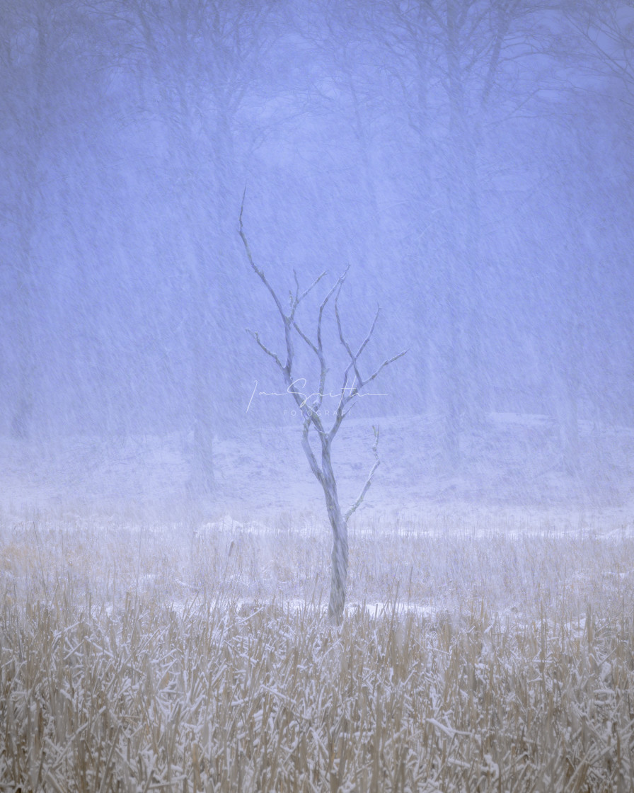 "Snowy Lone Tree" by Ian Smith Foto - £15.00 "Snowy Lone Tree" stock image