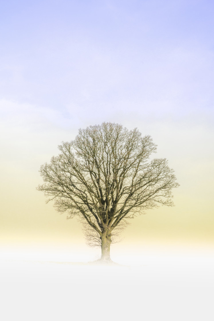 "Snow Tree" by Ian Smith Foto - £15.00 "Snow Tree" stock image