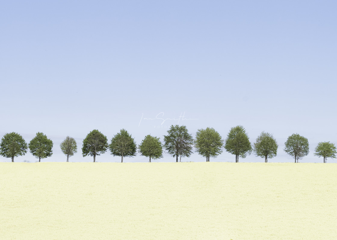 "Skåne Field" by Ian Smith Foto - £15.00 "Skåne Field" stock image