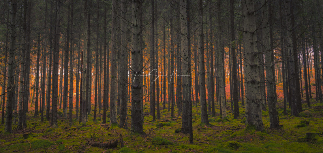 "Autumn Fire" by Ian Smith Foto - £15.00 "Autumn Fire" stock image