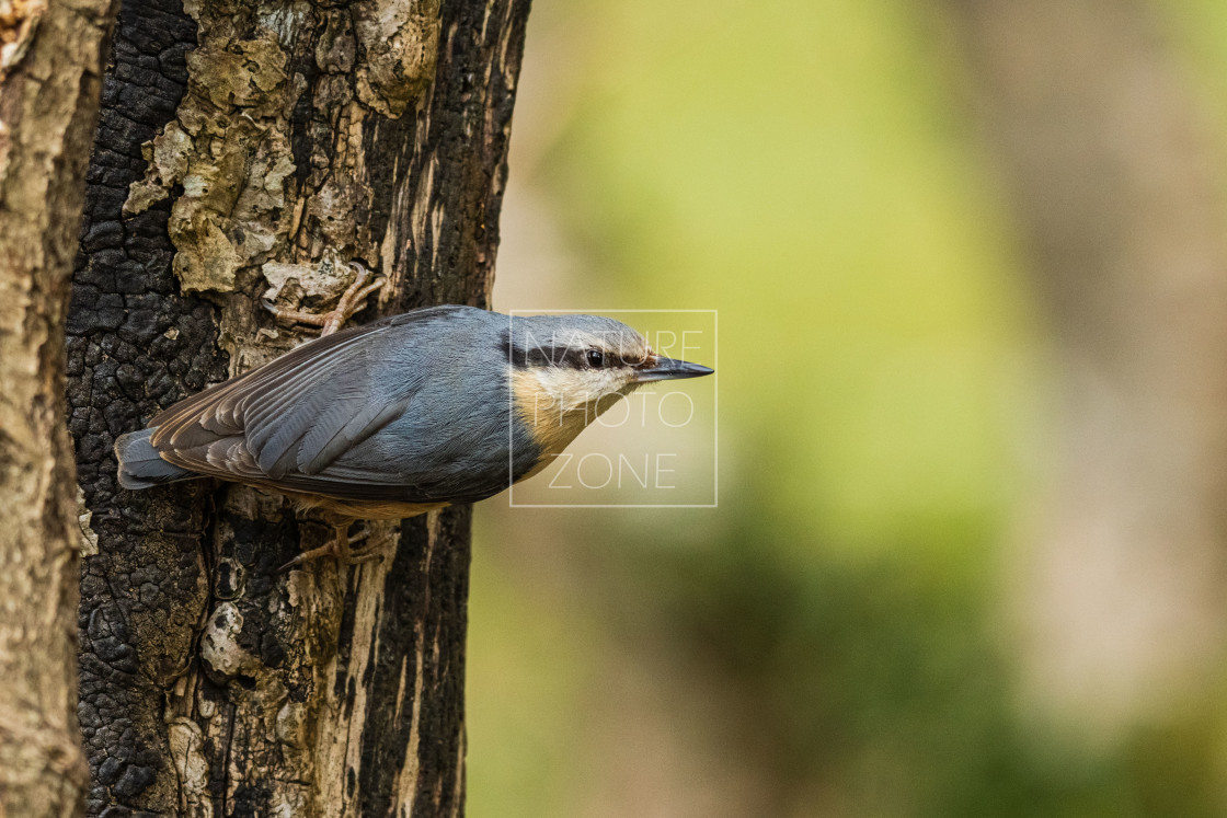 "Nuthatch" stock image