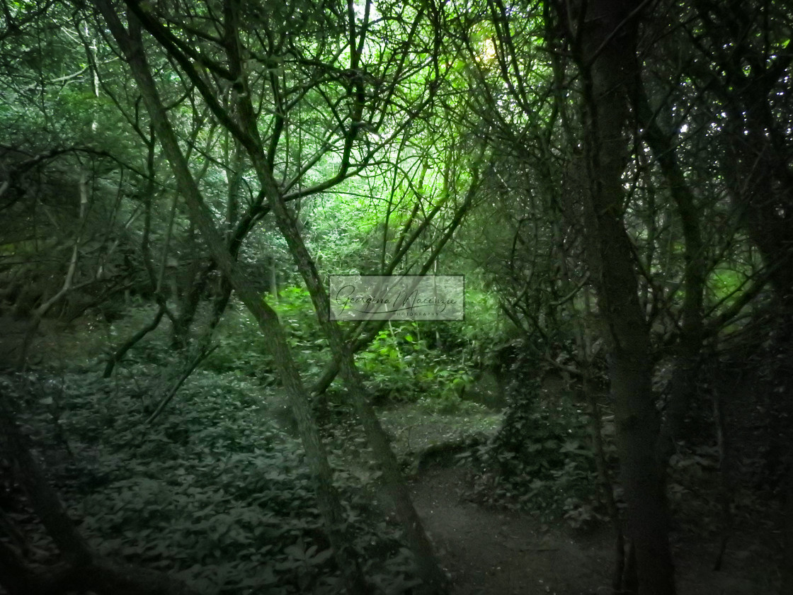 "Green Forest" stock image