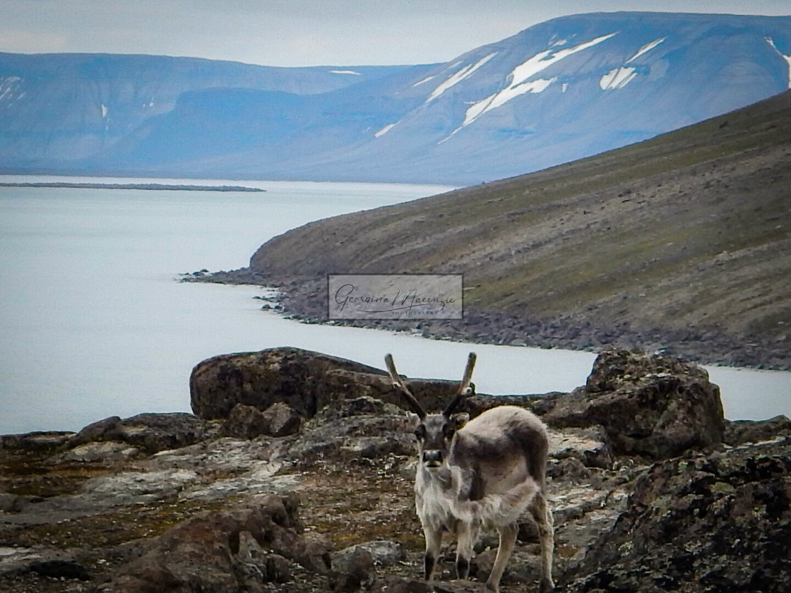 "Inquisitive young Reindeer" stock image