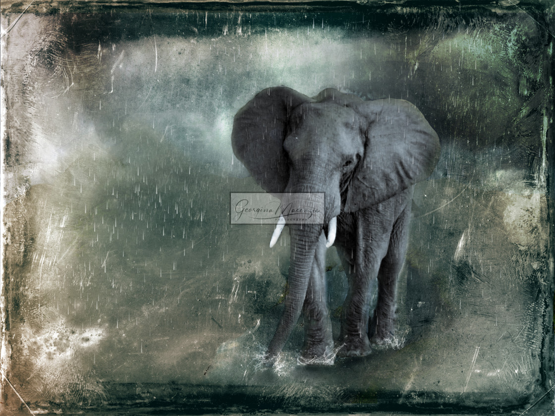 "Rainy day Elephant" stock image