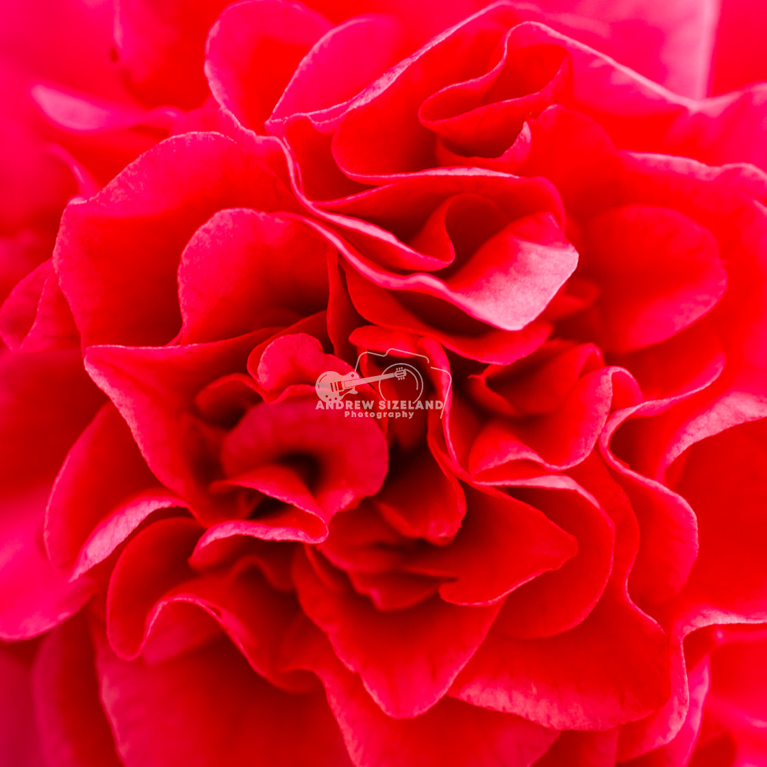 "Close Up of Red Flower" by Andrew Sizeland Photography - $18.84 "Close Up of Red Flower" stock image