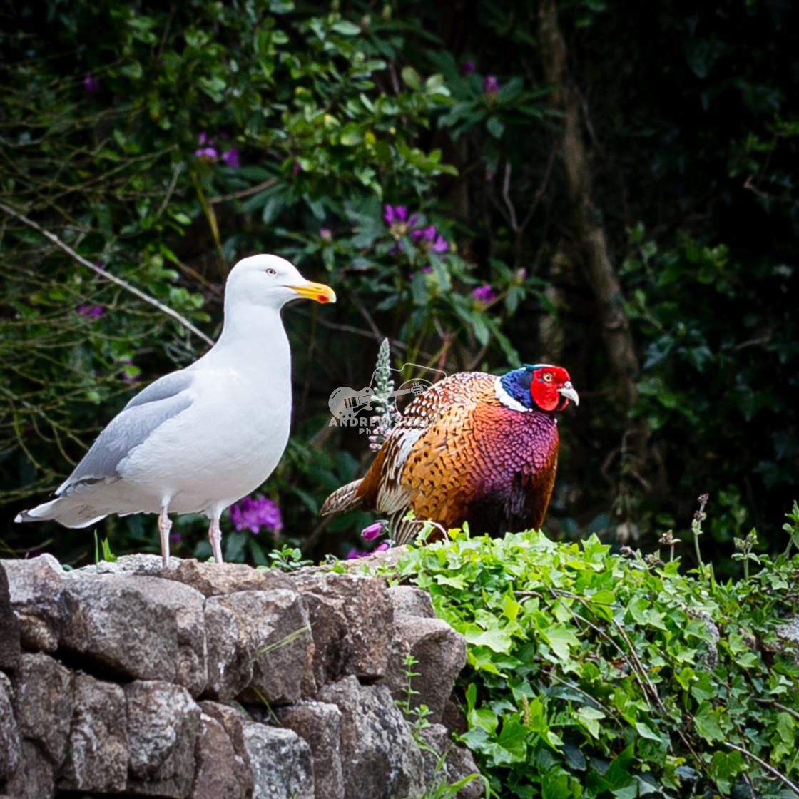 "Pheasant and Seagull" stock image