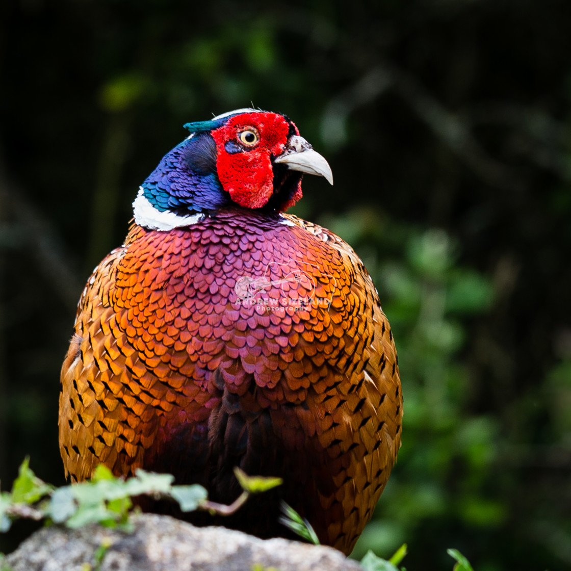 "Pheasant" stock image