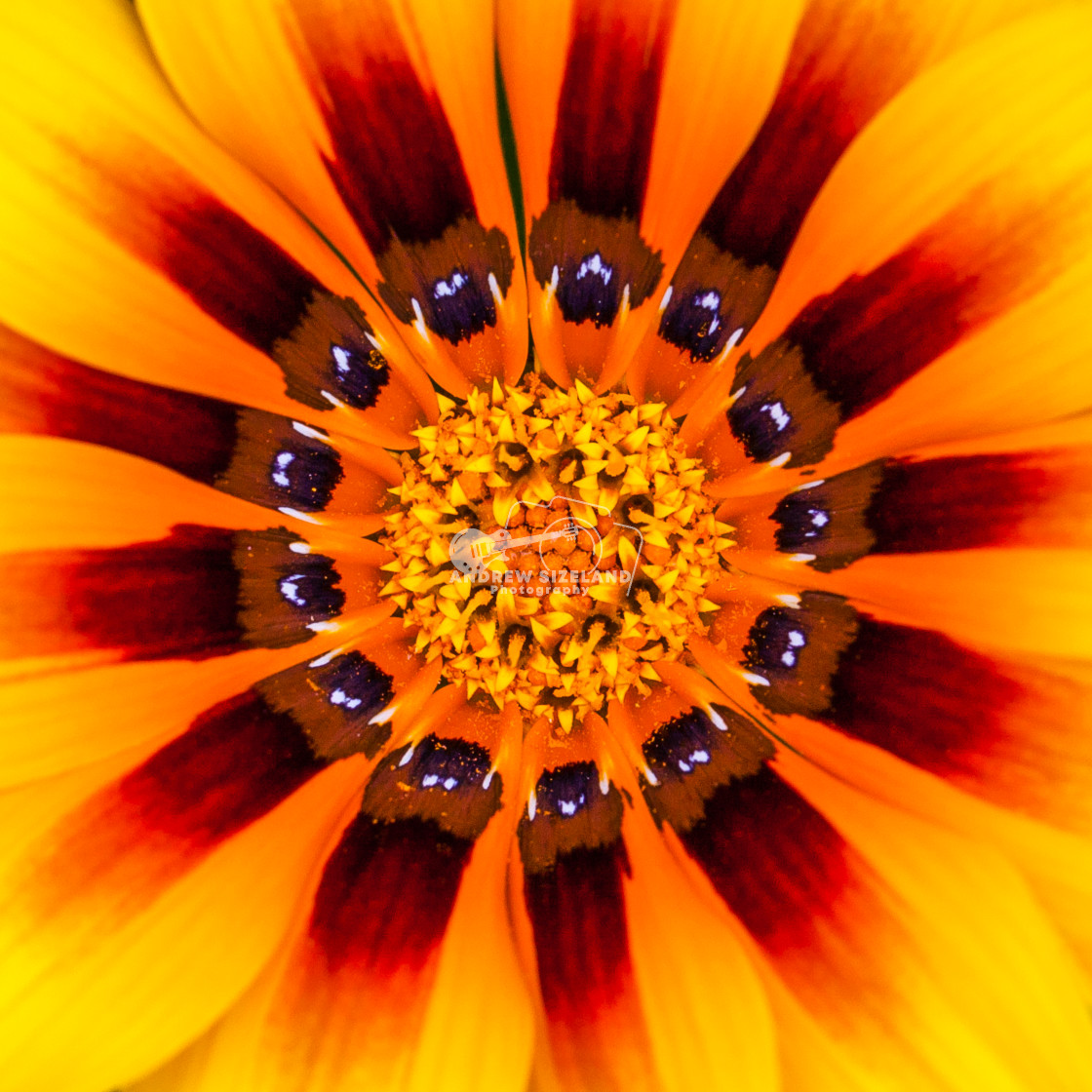 "Tiger Stripe Plant (Gazania)" stock image