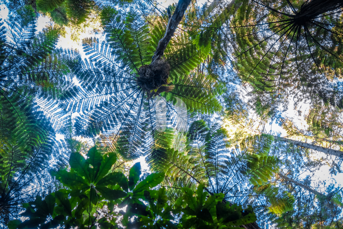"Giant ferns in redwood forest, Rotorua, New Zealand" stock image
