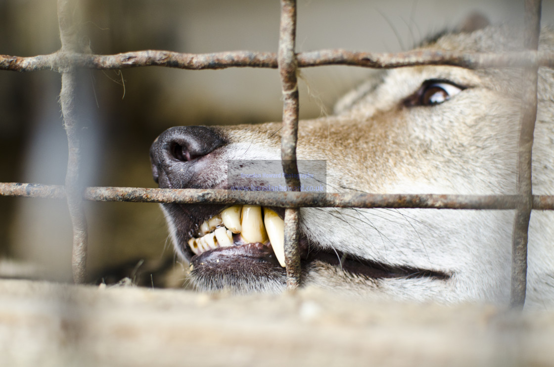 "Wolf in Captivity" stock image