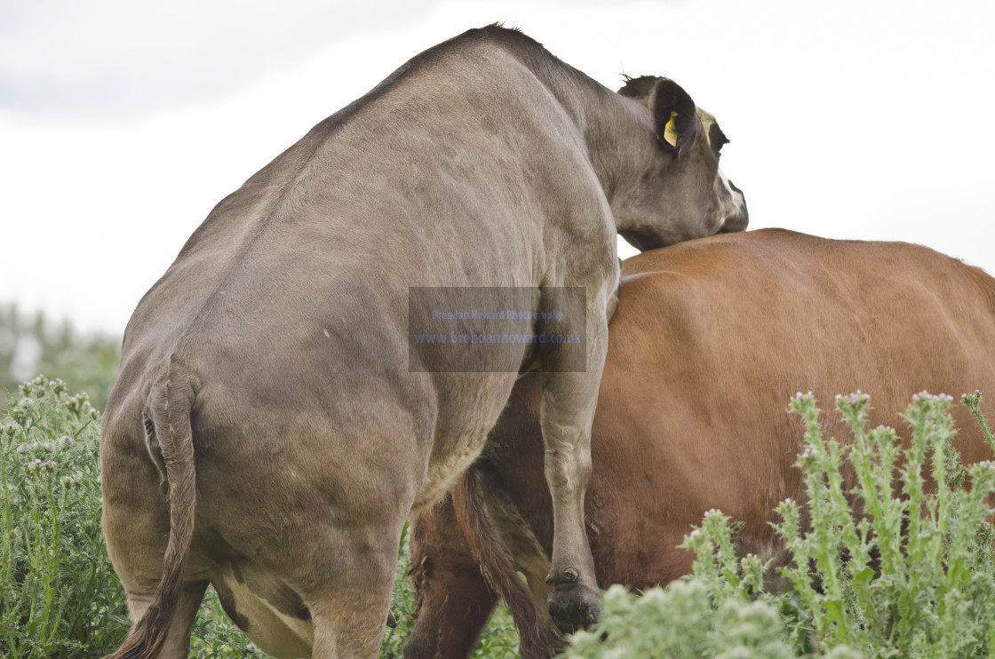 "Cow mounting a bull" stock image