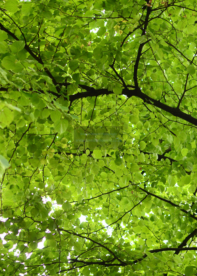 "Foliage" stock image