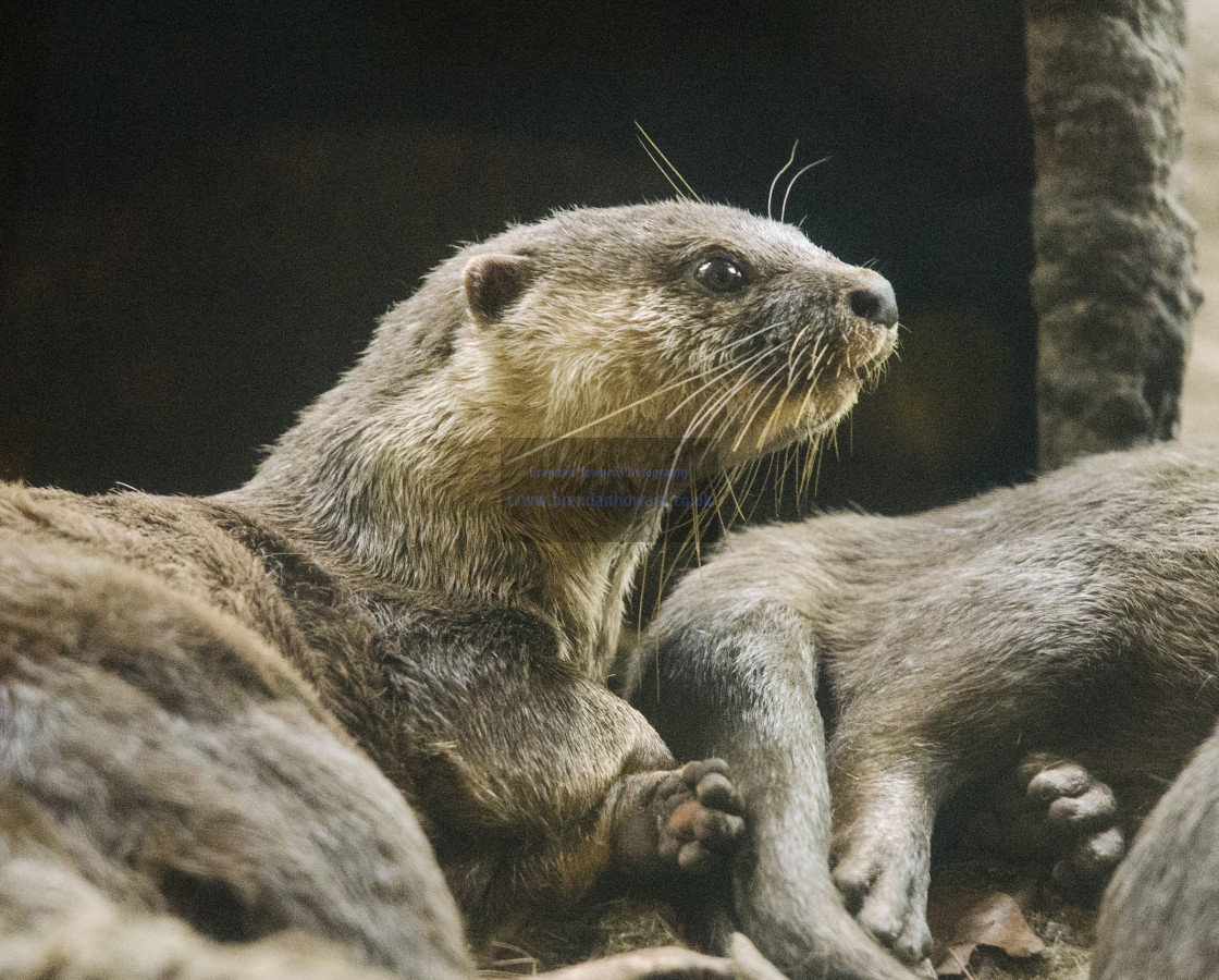 "Otter" stock image