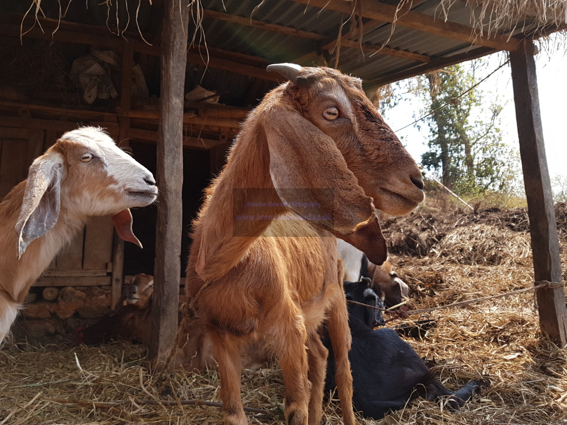 "Goats in Gorkha District, Nepal" stock image