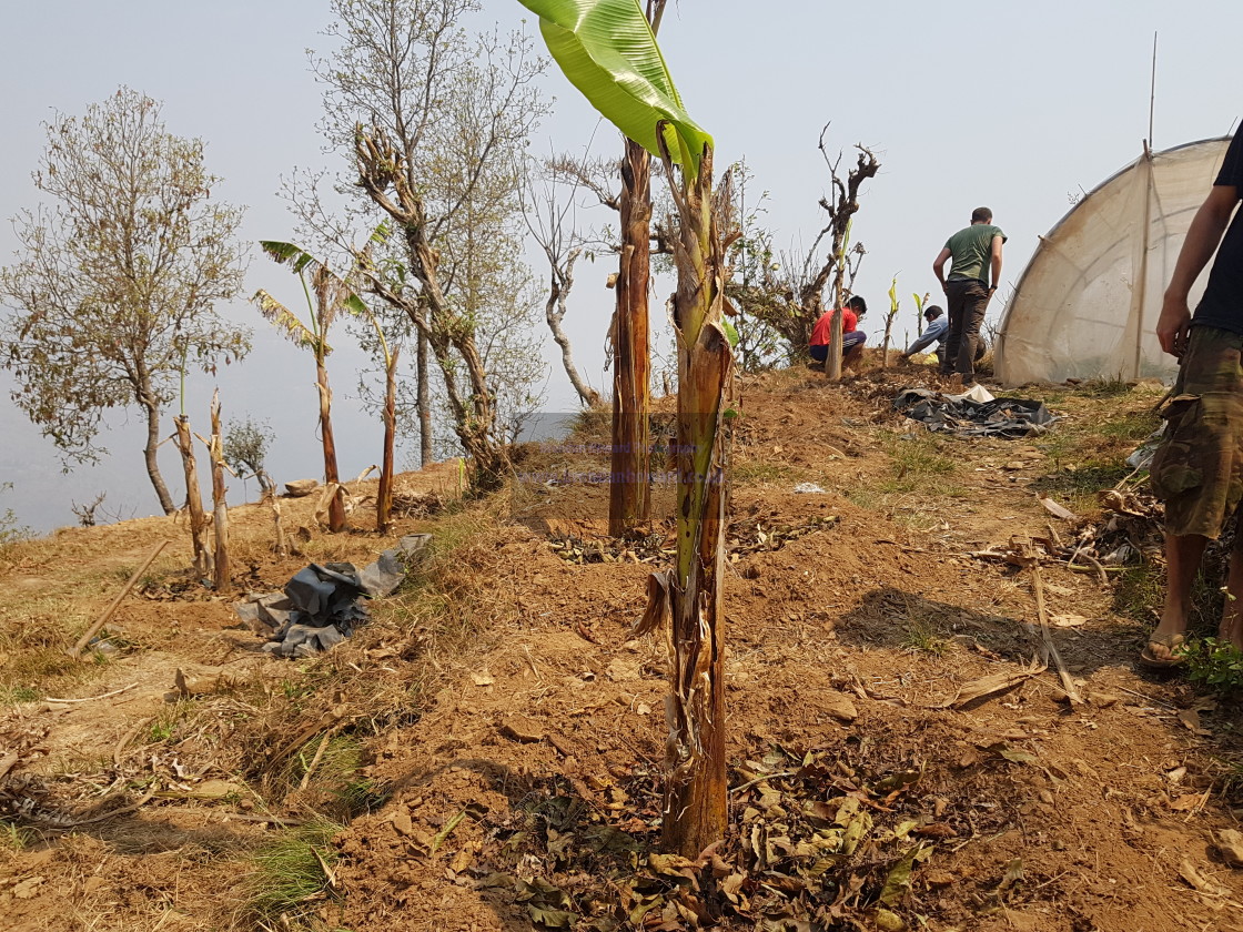 "Small scale horticulture, Gorkha District, Nepal" stock image