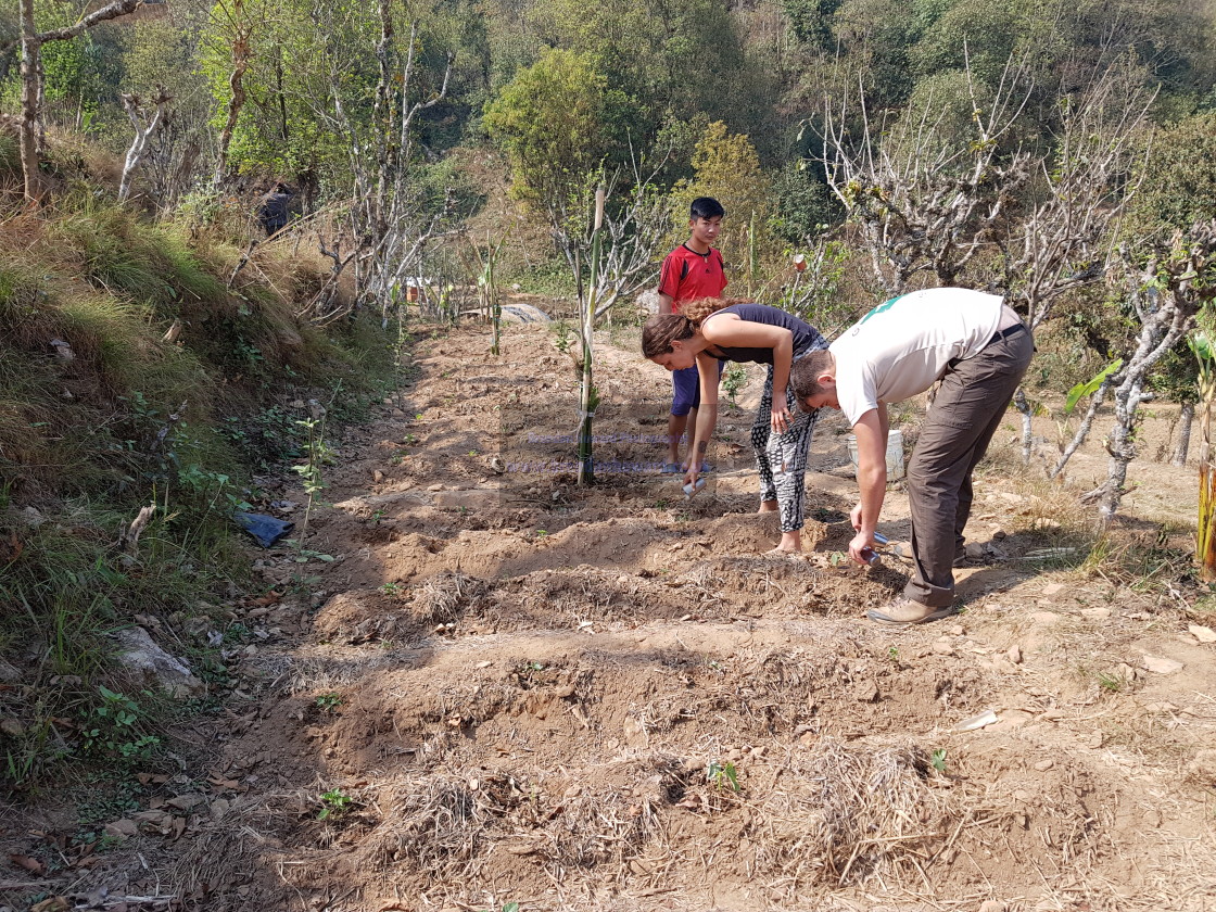 "Horticulture volunteers in Gorkha District, Nepal" stock image