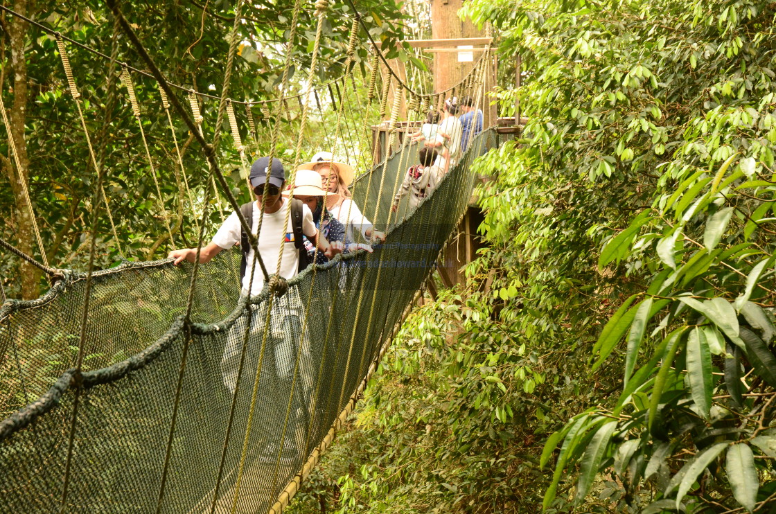 "Rope Bridge in Borneo Rainforest" stock image