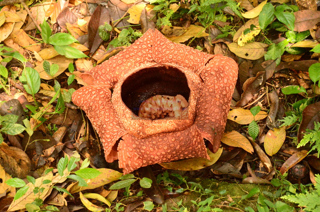 "Rafflesia arnoldii, the world's largest bloom" stock image