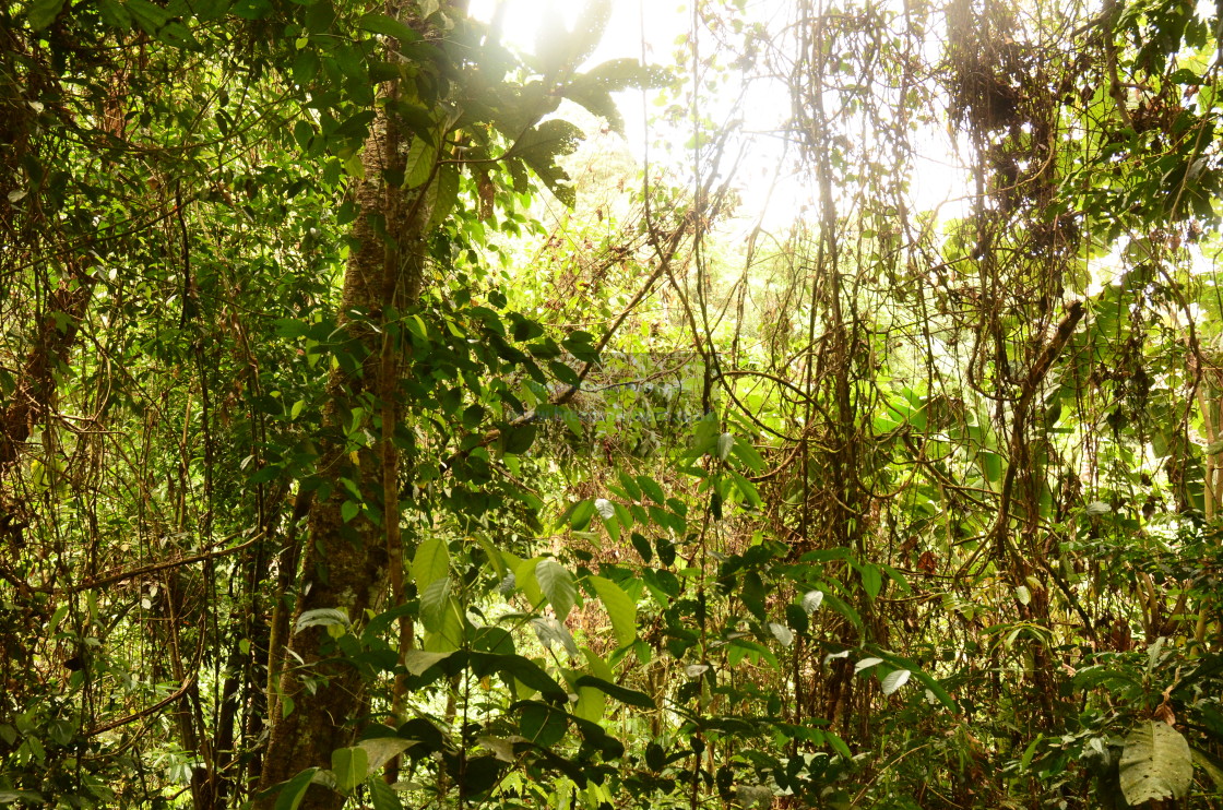 "Borneo Rainforest" stock image