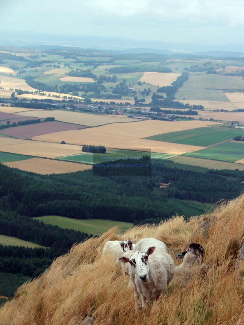 "Curious Sheep" stock image