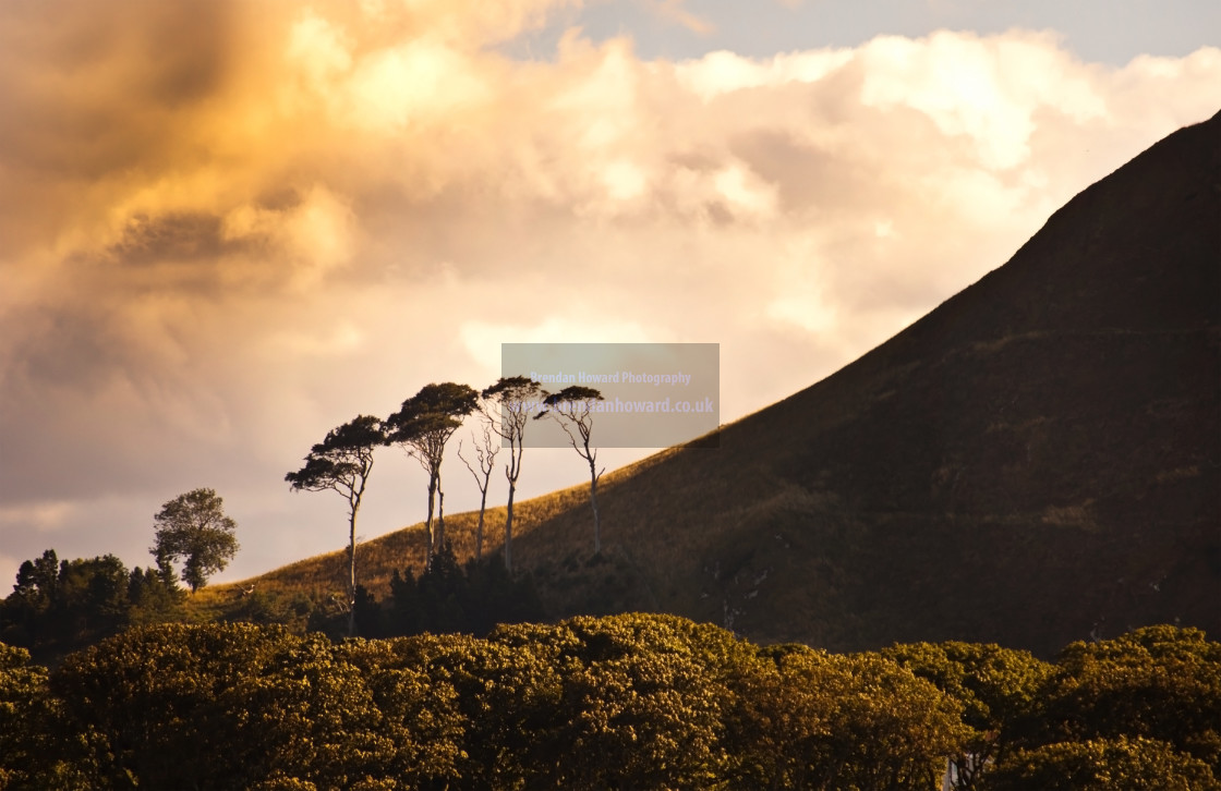 "Trees on Berwick Law, Scotland" stock image