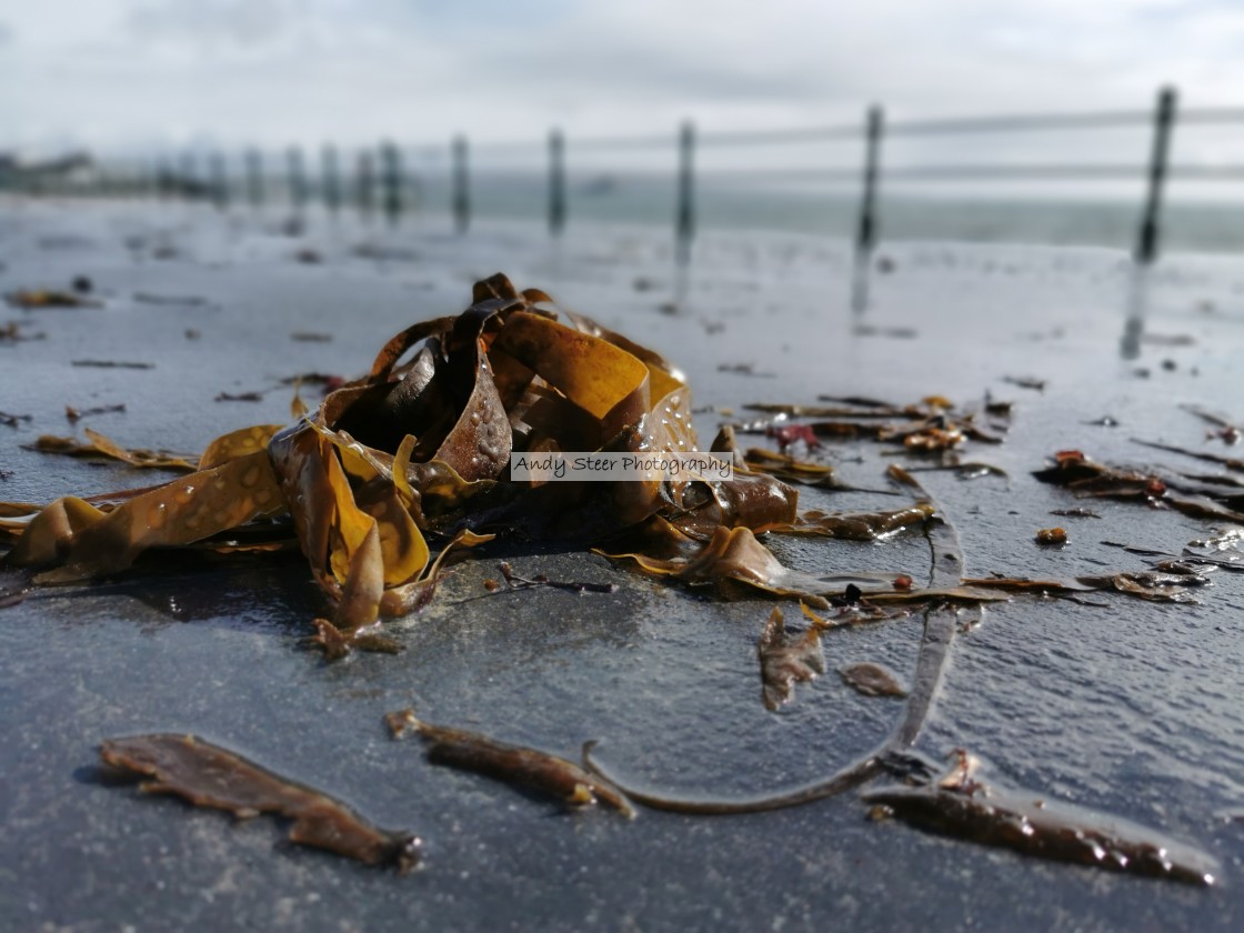 "Seaweed" stock image