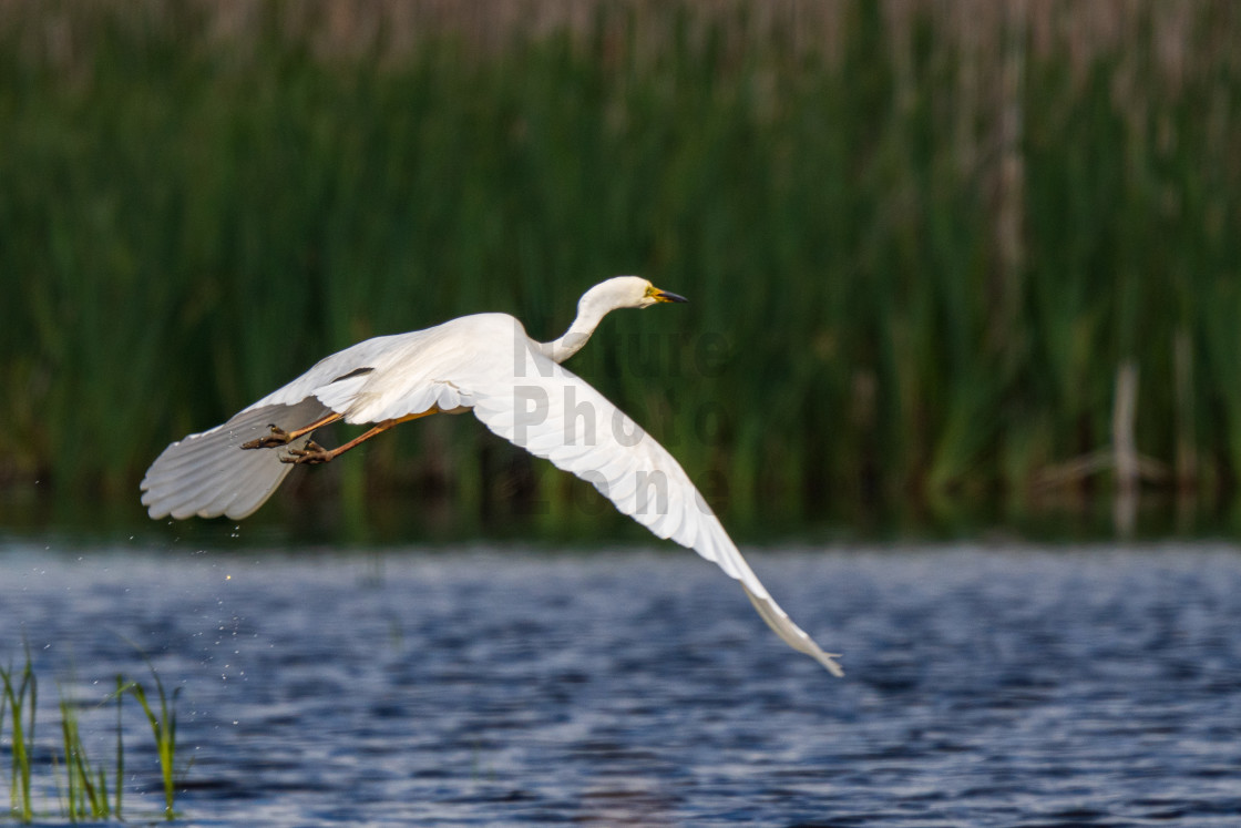 "Little Egret" stock image