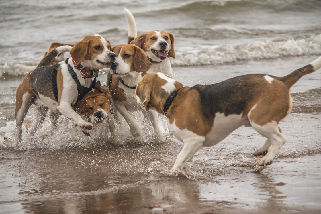 "Beagles having fun in the water" stock image