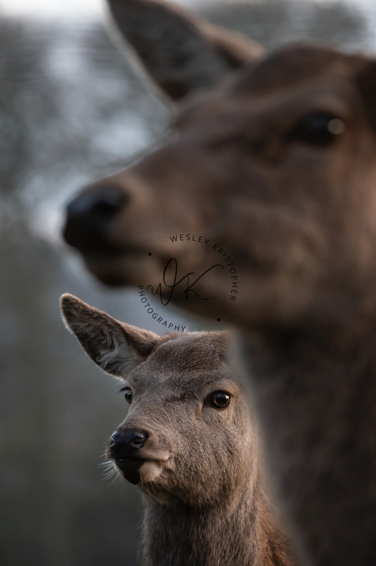 "Curious Kid" stock image