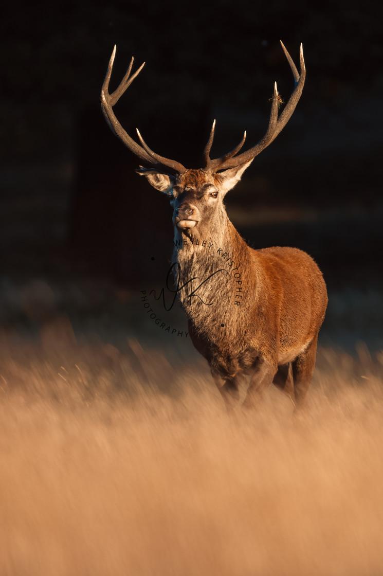 "Autumnal Stag" stock image