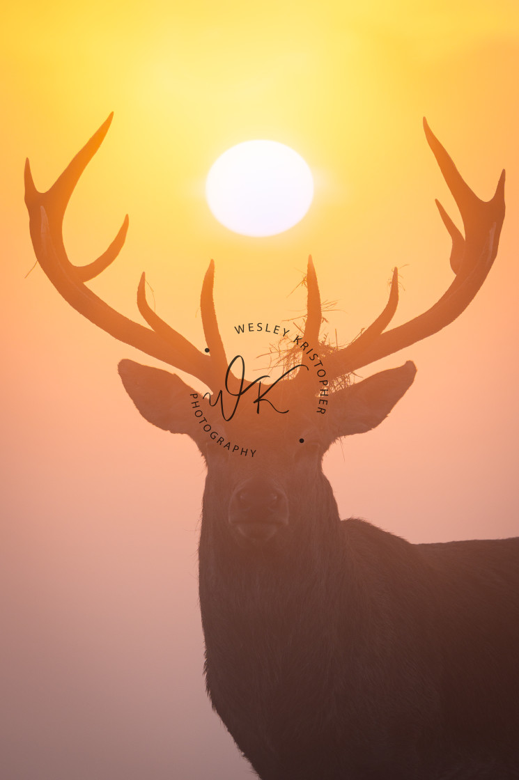 "Majestic" by Wesley Kristopher Photography - Β£30.00 "Majestic" stock image