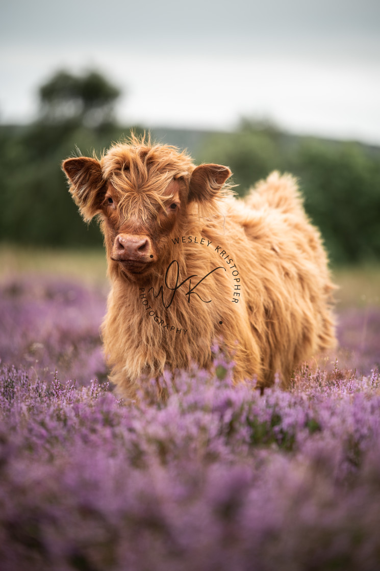 "Amongst The Heather Portrait" stock image