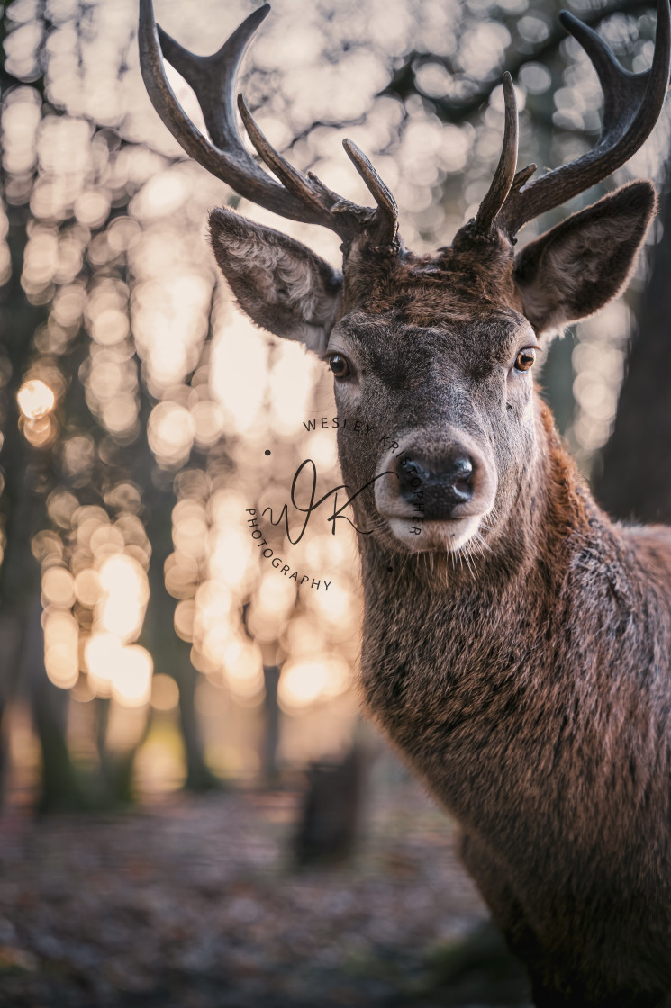 "I see U" stock image