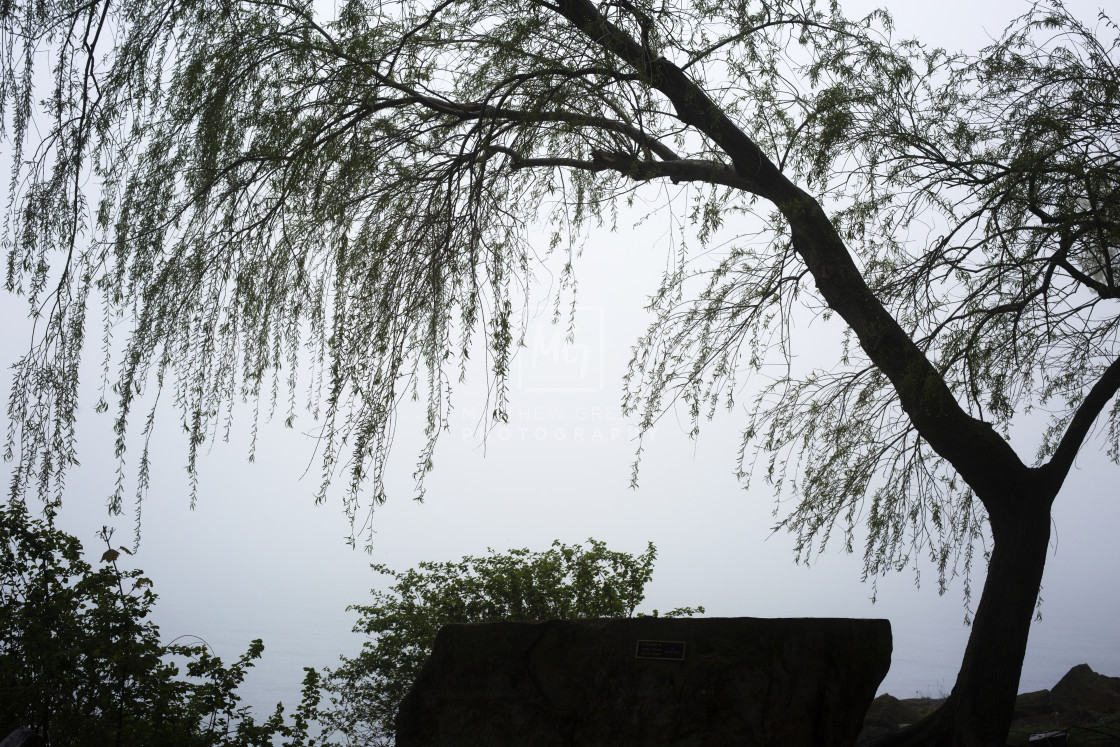 "Lakeside willow and rock" stock image