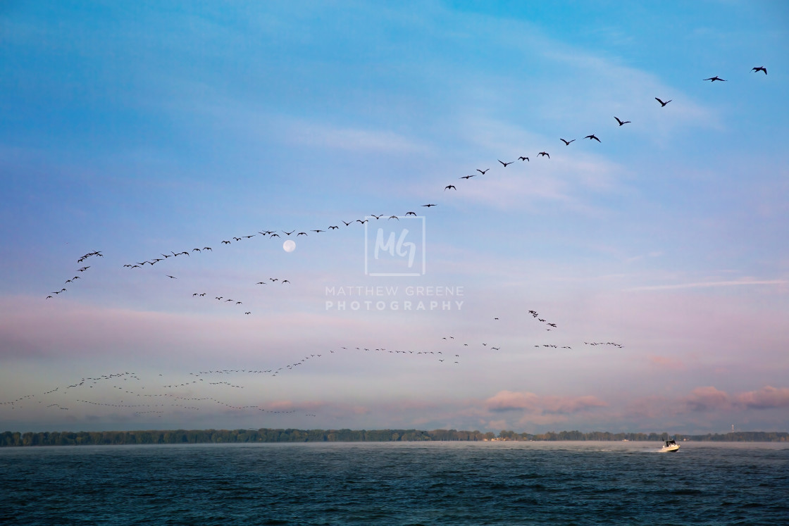 "Lakeside bird migration #1" stock image